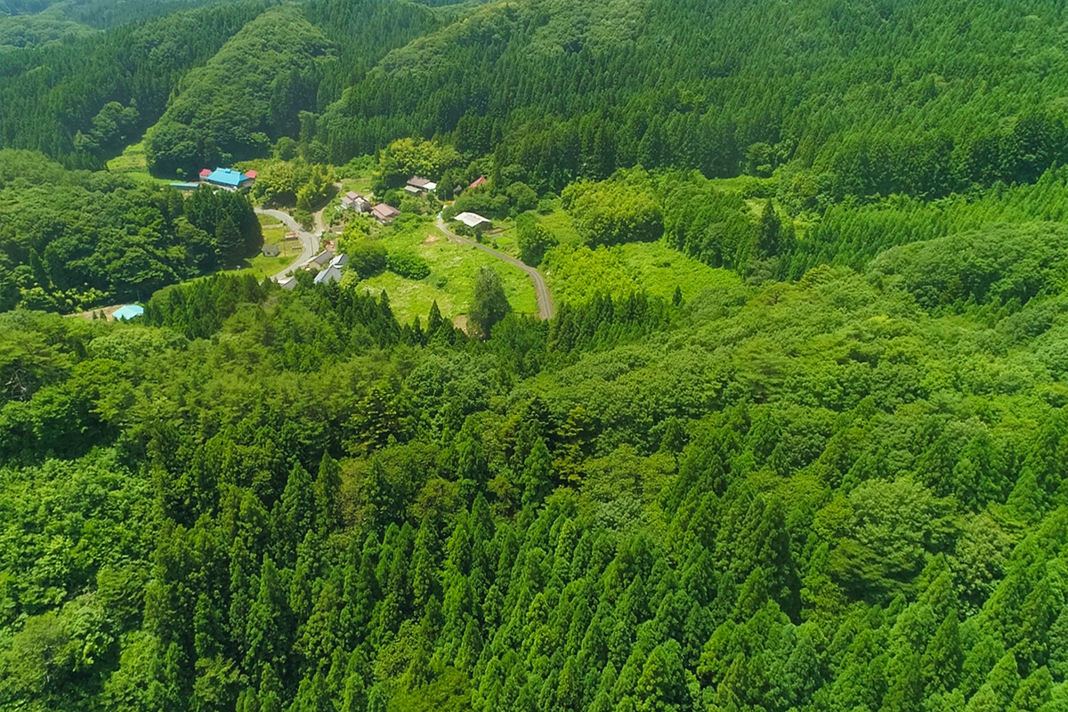 いわきの木の魅力